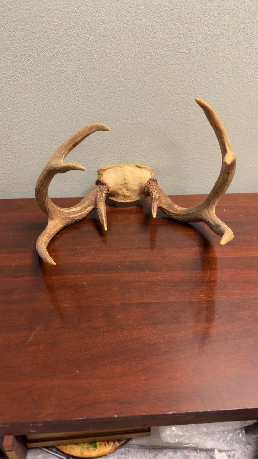 Mounted Deer Antlers - Image 1