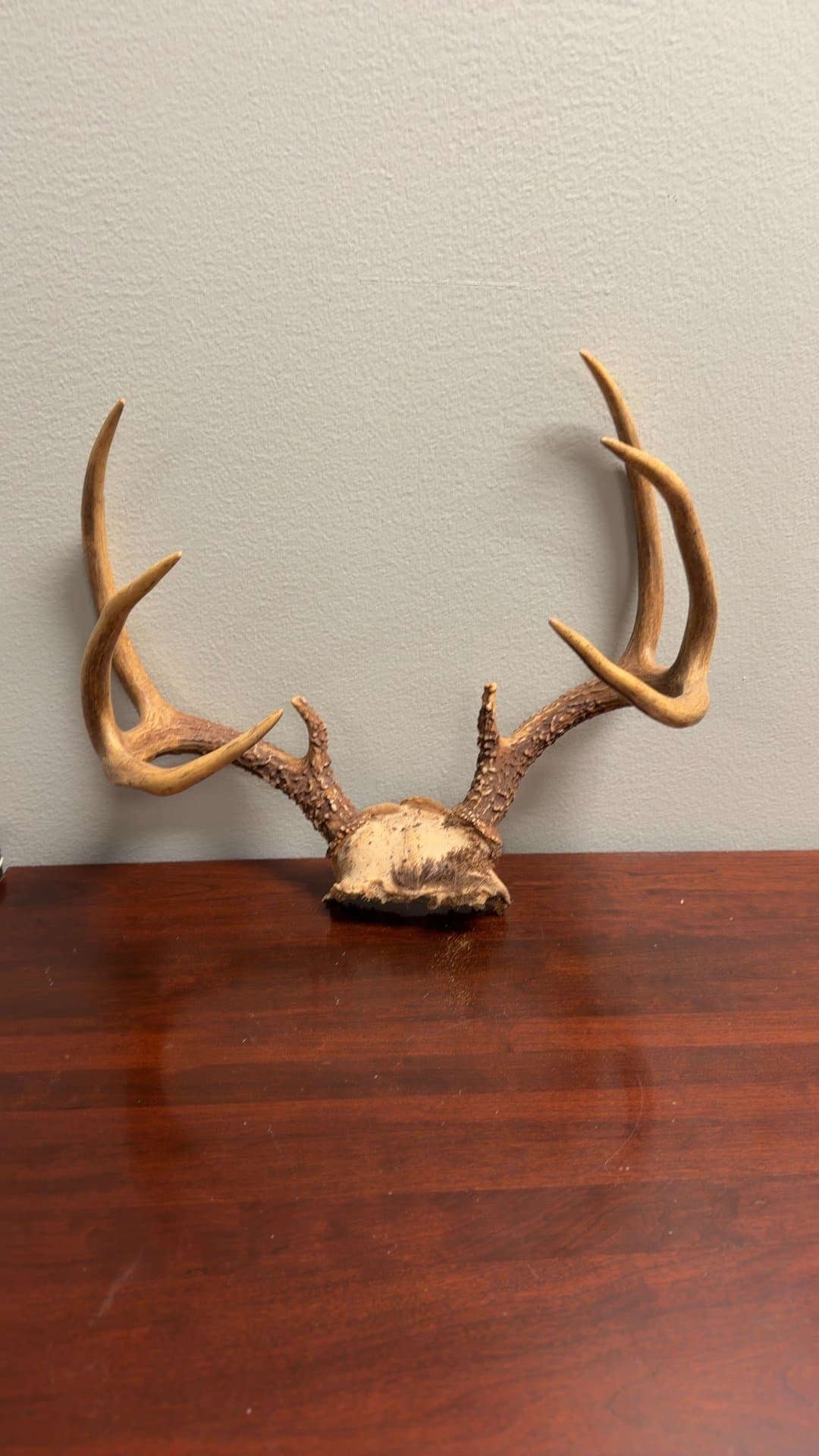 Mounted Deer Antlers - Image 1