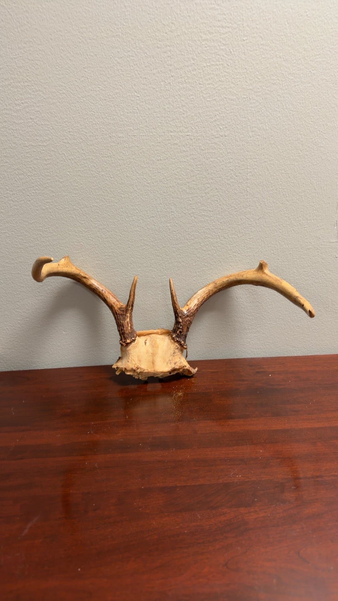 Mounted Deer Antlers - Image 1