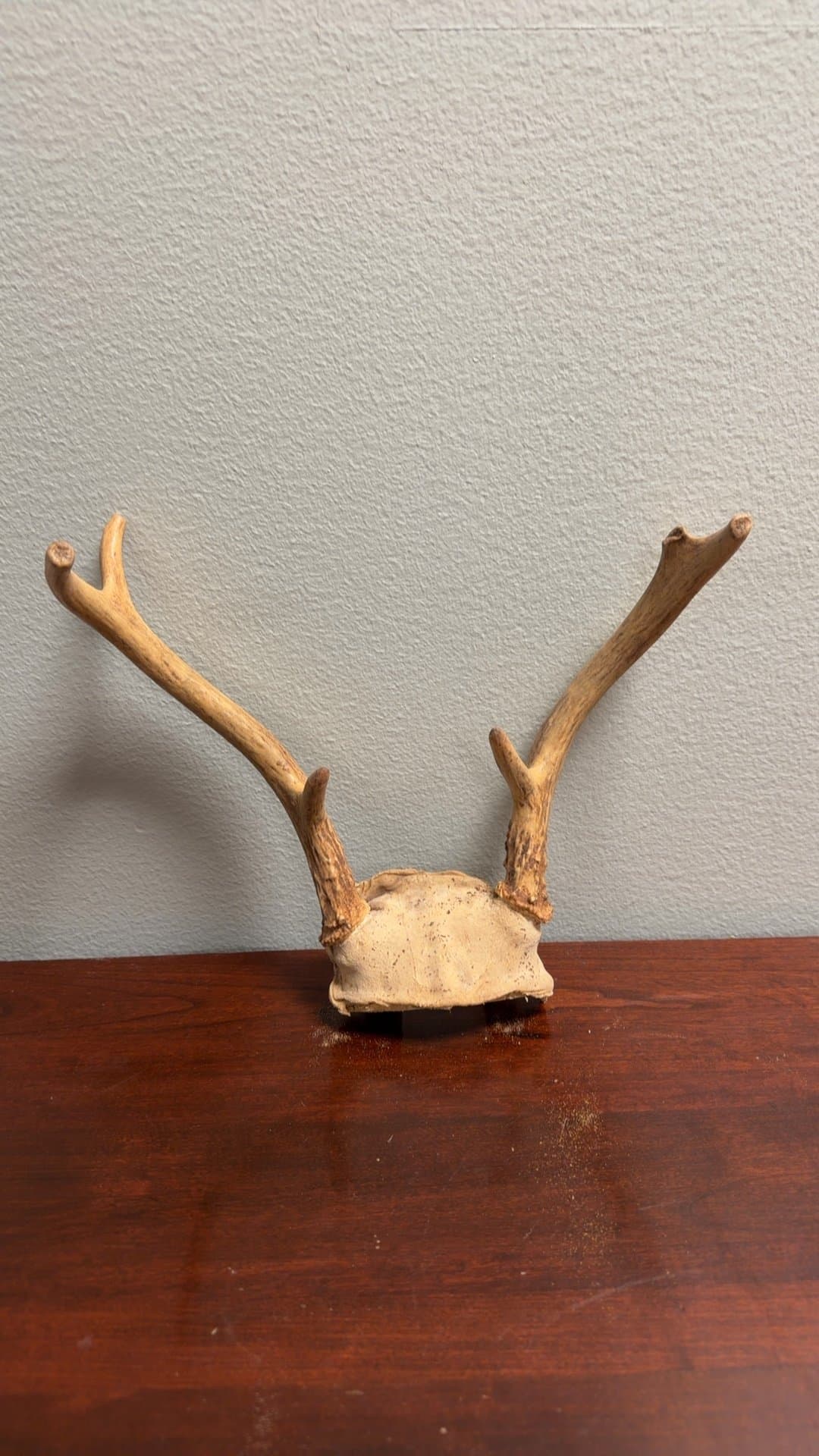 Mounted Deer Antlers - Image 1