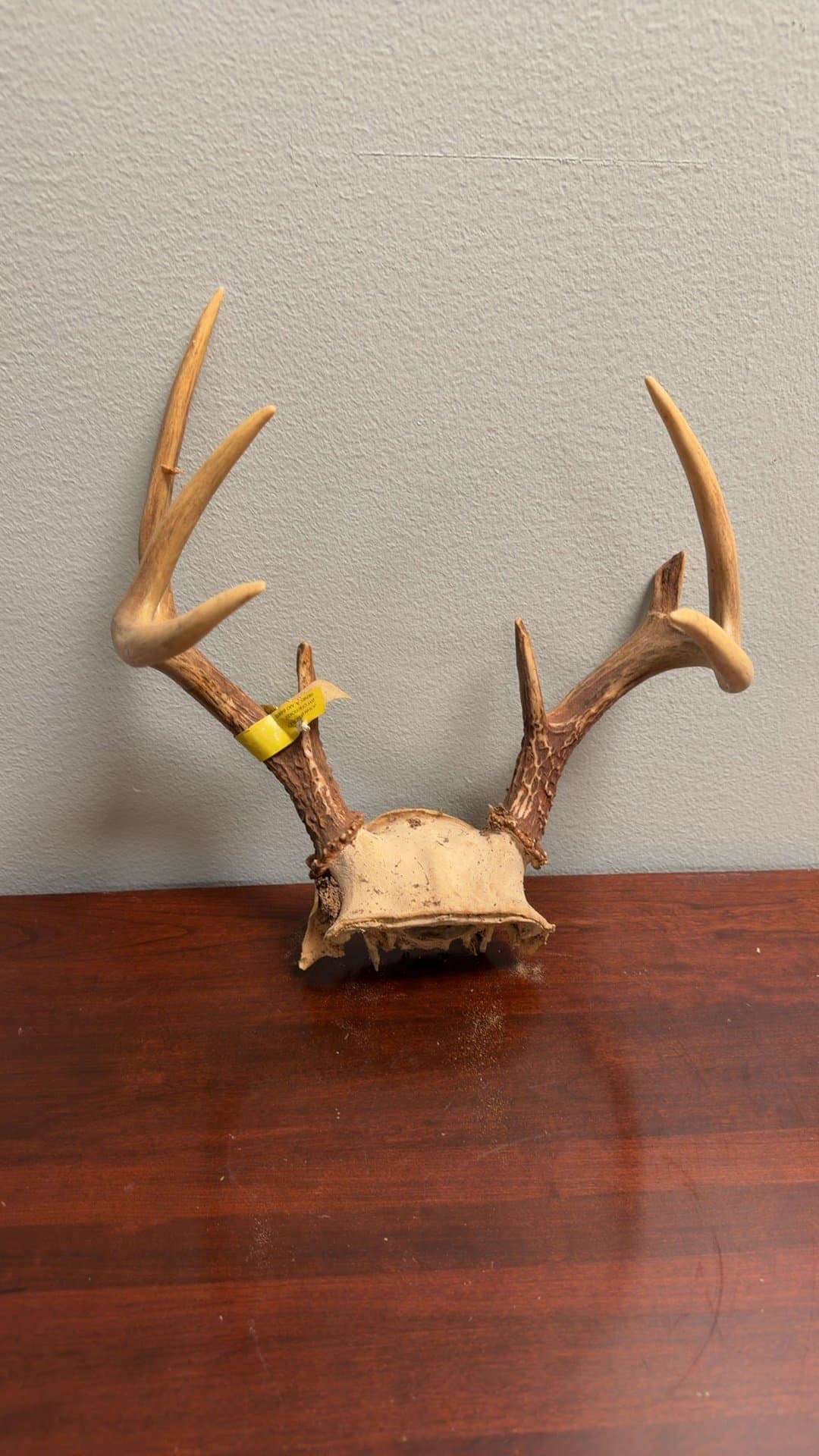 Deer Antler Mount - Image 1