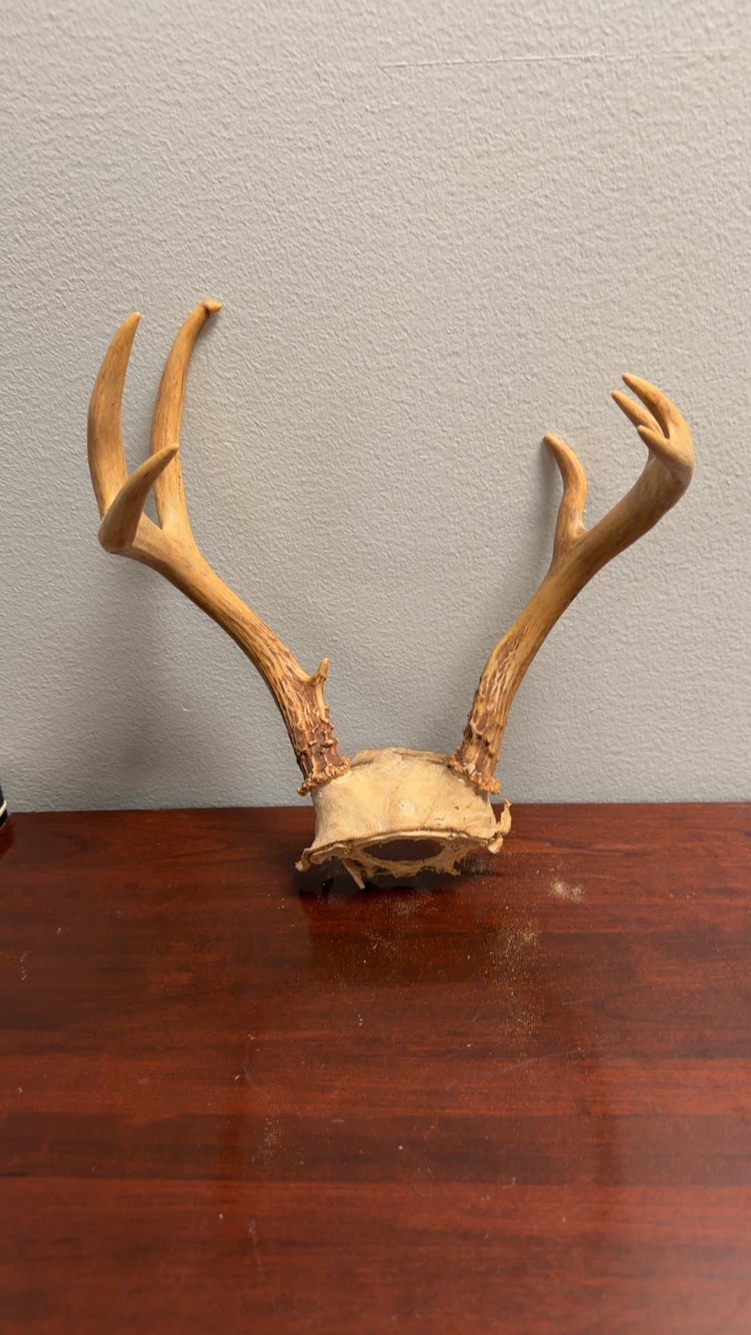 Deer Antler Mount - Image 1