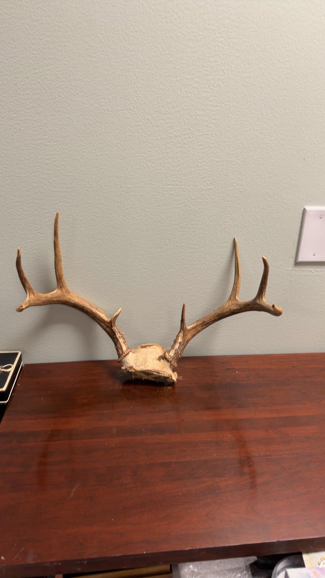 Elk Antlers - Image 1