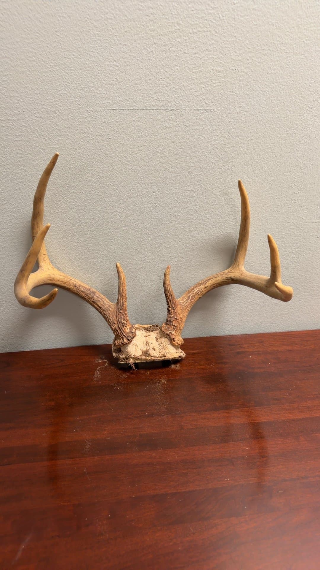 Deer Antler Shed - Image 1