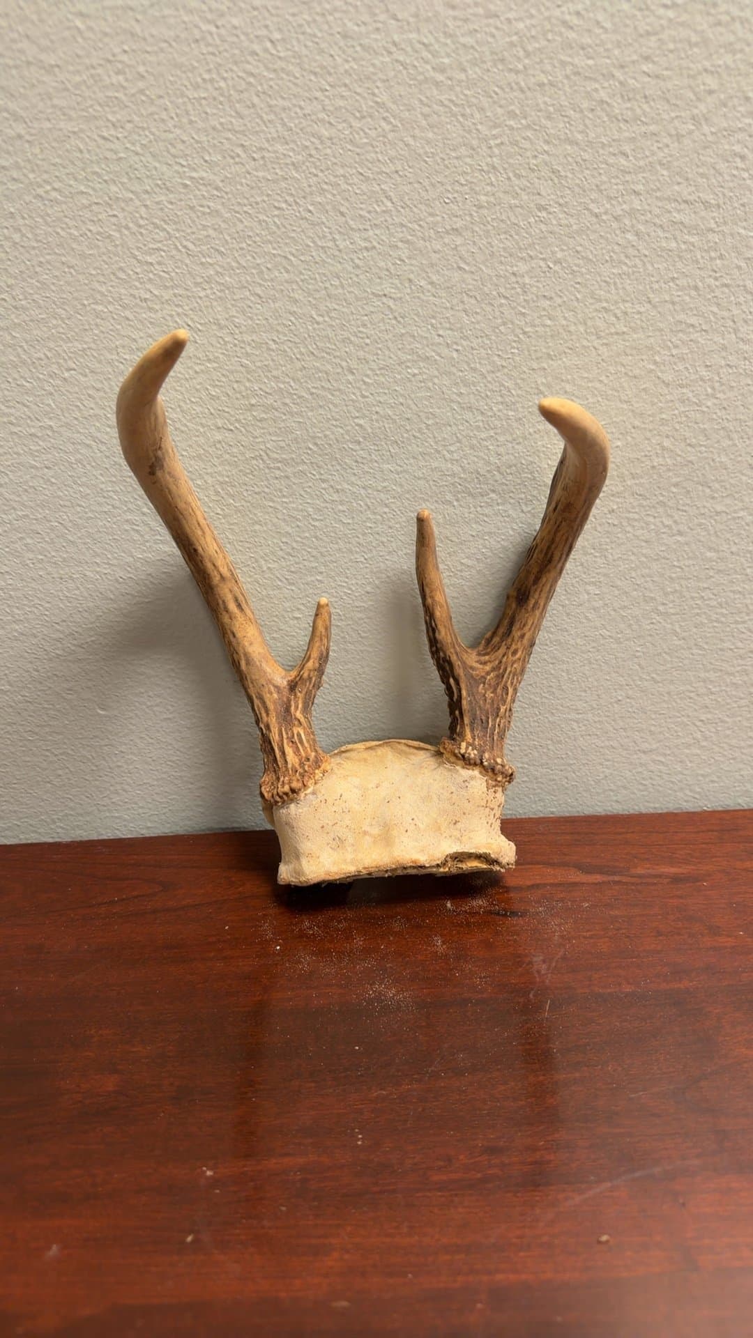 Deer Antler Shed - Image 1