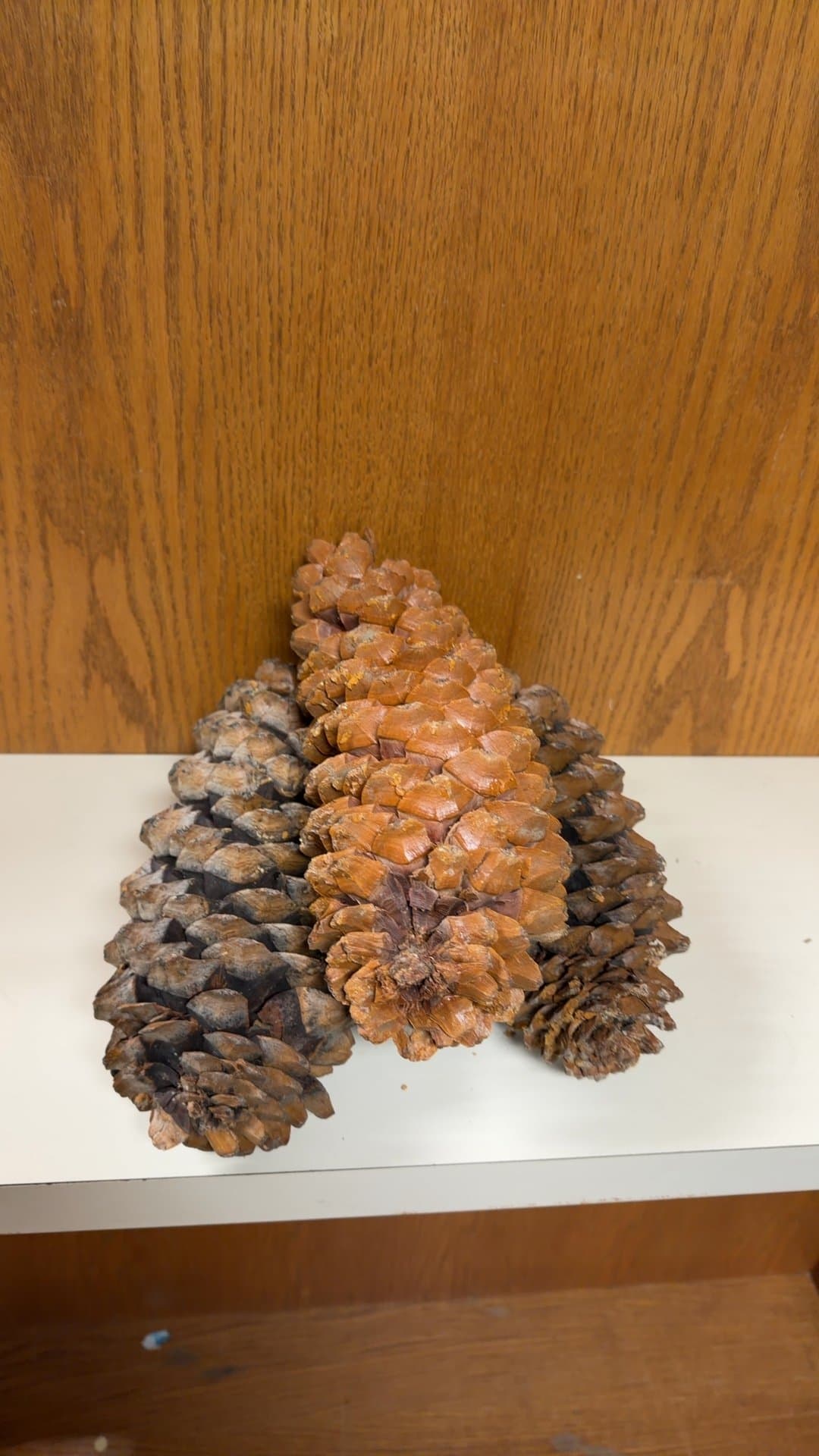 Large Natural Sugar Pine Cones - Image 1