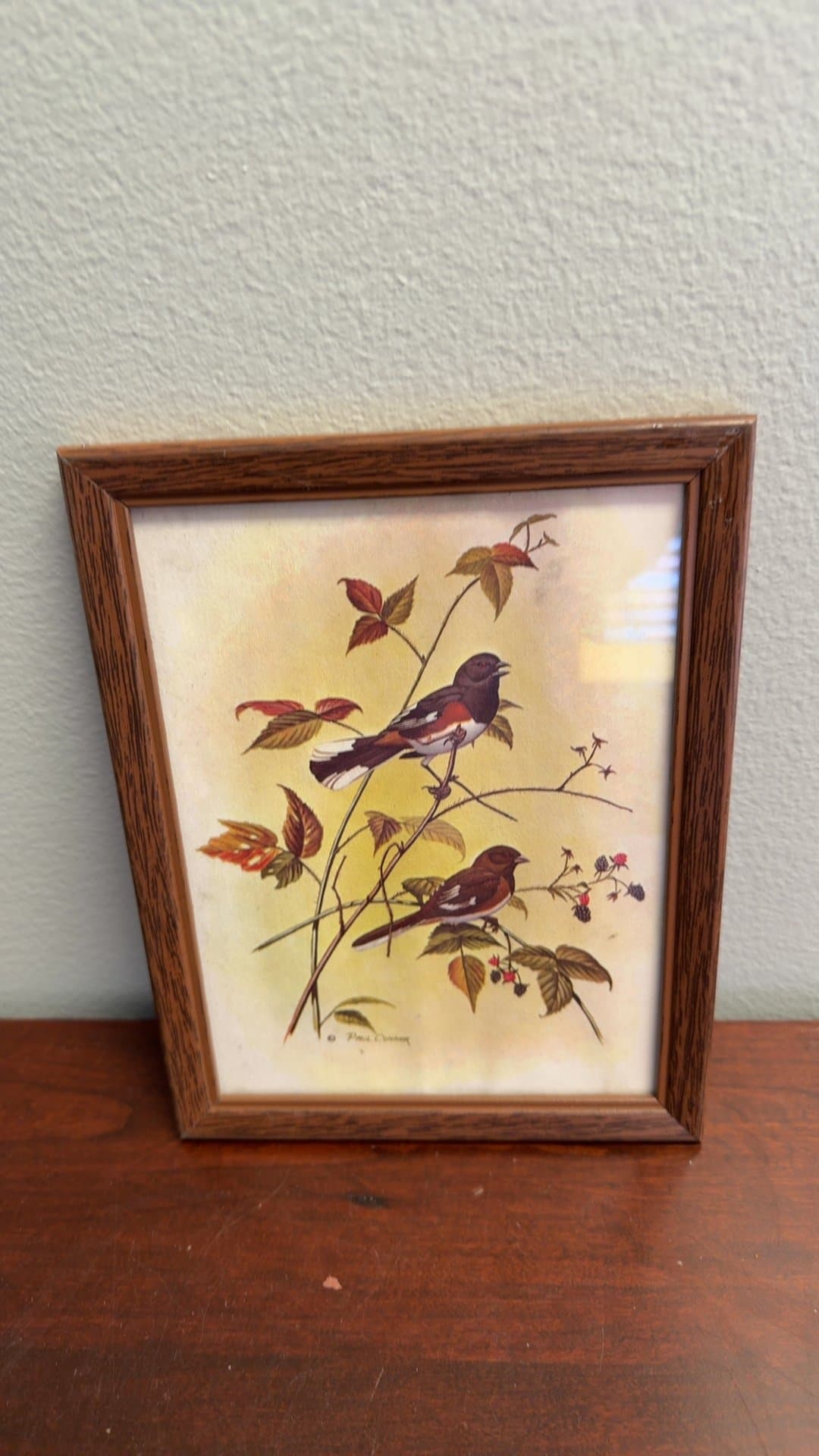 Framed Bird Illustration - Image 1