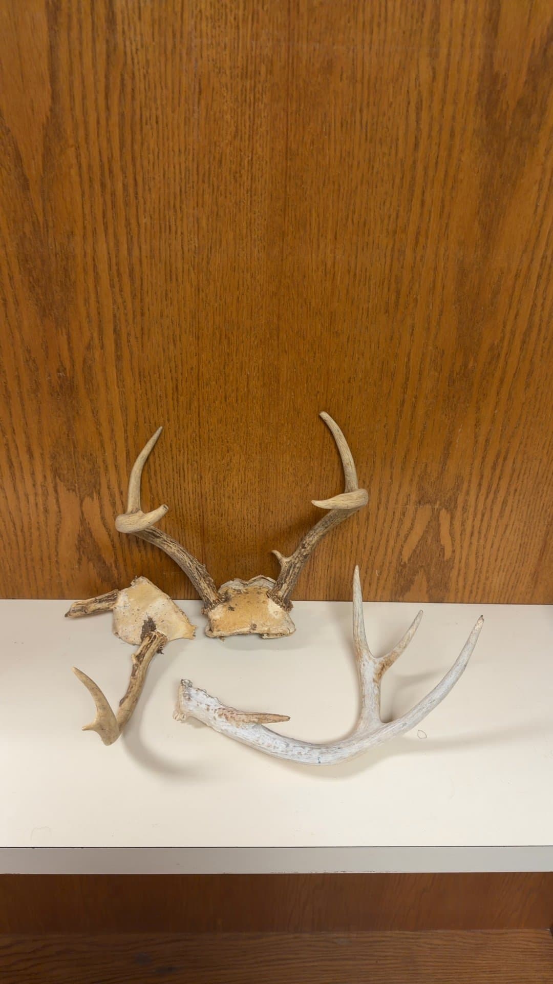 Collection of Real Deer Antlers and Skull Caps - Image 1