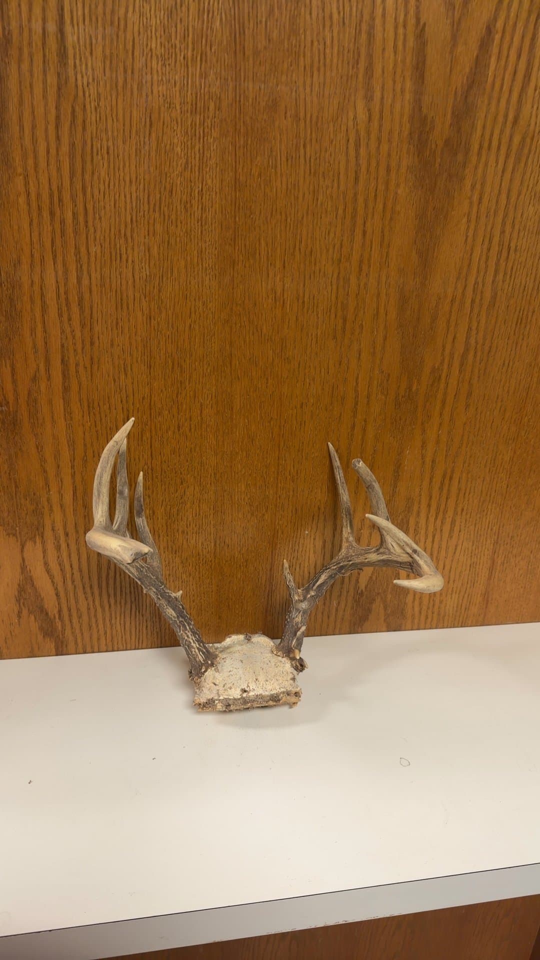 Whitetail Deer Antlers Skull Cap Mount - Image 1