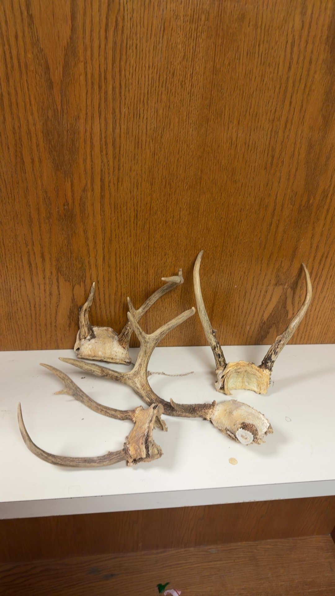 Natural Deer Antler Skull Caps Lot - Image 1