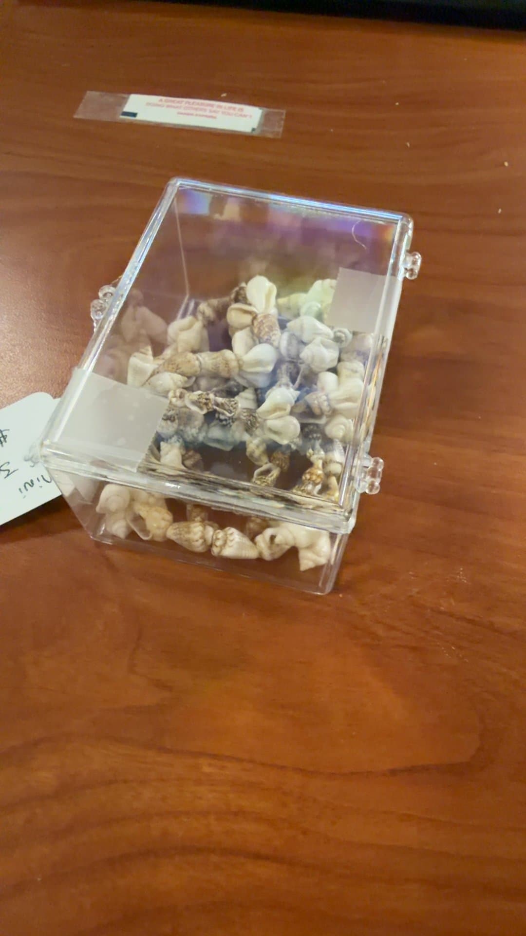 Collection of Small Seashells in Acrylic Box - Image 1