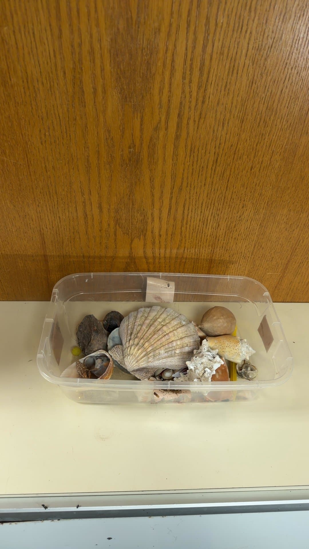 Natural Sea Shell Collection in Plastic Container - Image 1