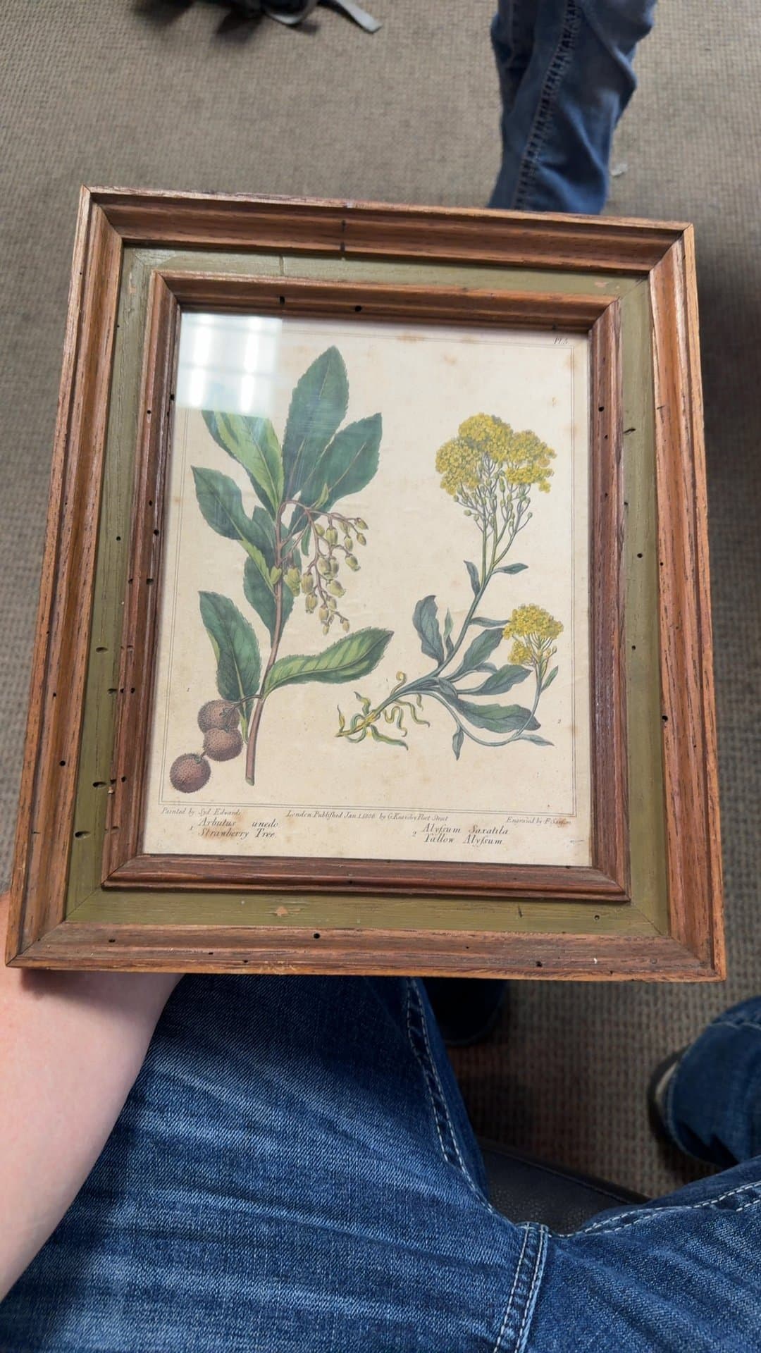 Botanical Print by Sydenham Edwards - Image 1