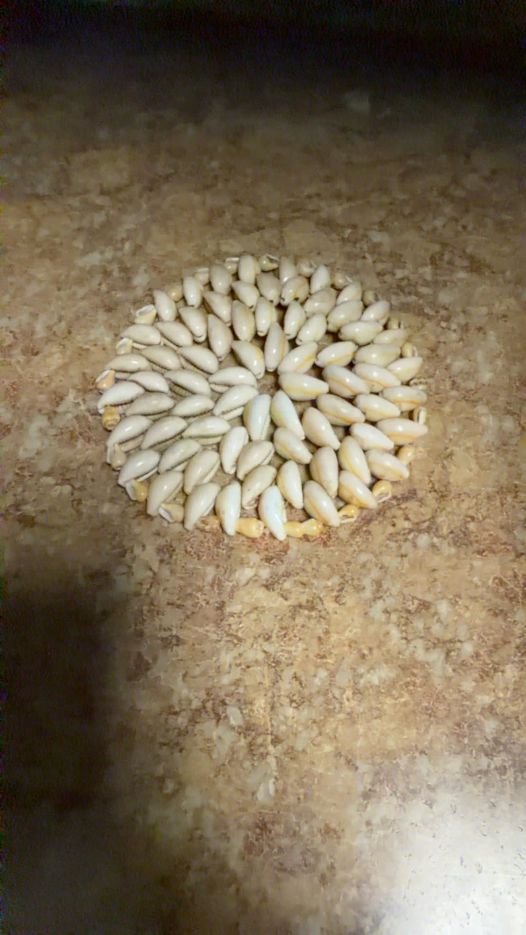 Shell Coaster - Image 1