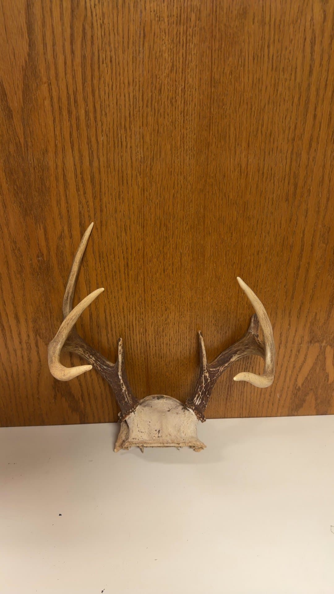 Whitetail Deer Antler Skull Cap - Image 1