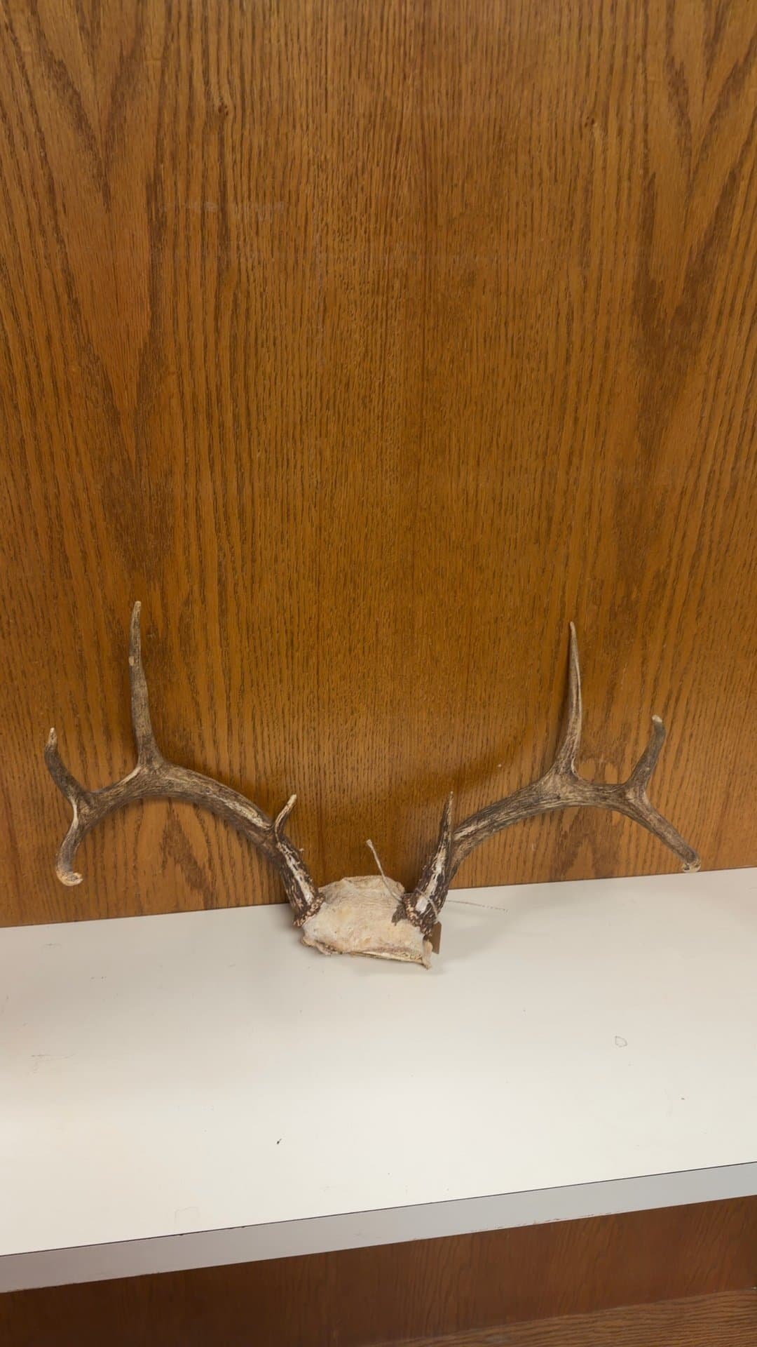 Whitetail Deer Antler Skull Cap Mount - Image 1